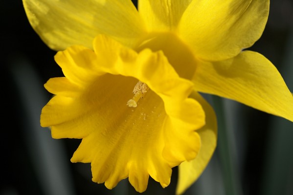 Daffodil  by Joy Watson